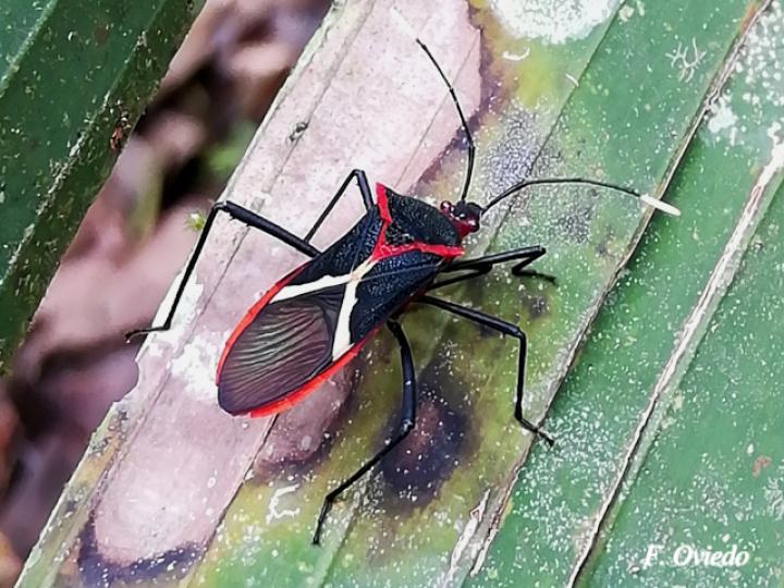 Leptoscelis tricolor