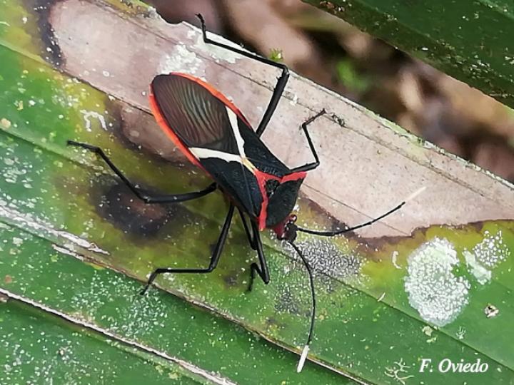 Leptoscelis tricolor