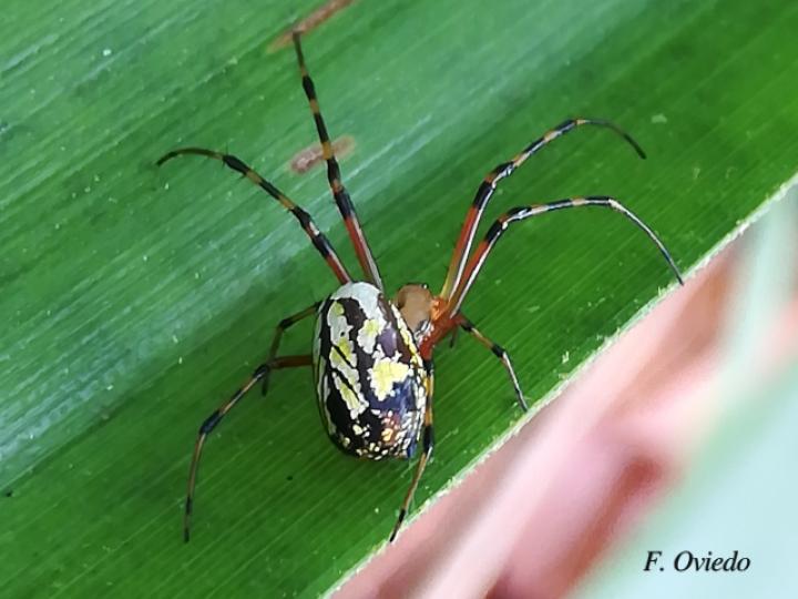 Leucauge venusta (Araña del huerto)