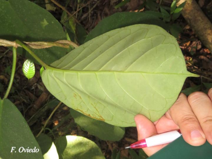 Marsdenia macrophylla