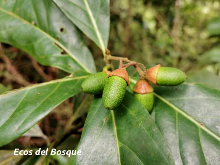 Ocotea dendrodaphne (Aguacatillo)