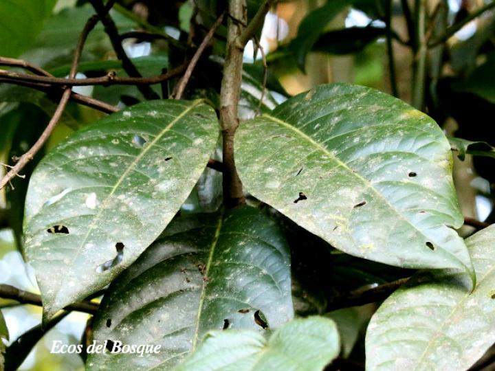 Ocotea dendrodaphne (Aguacatillo)