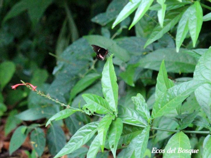 Odontonema tubaeforme (Pavón rojo)