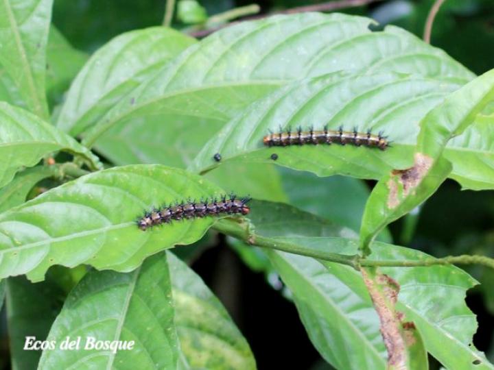 Odontonema tubaeforme (Pavón rojo)