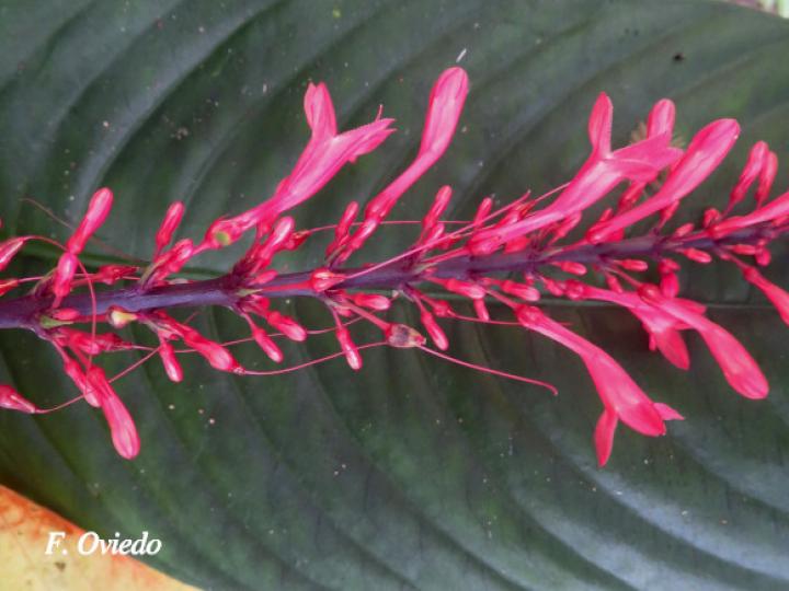 Odontonema tubaeforme (Pavón rojo)