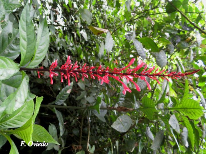 Odontonema tubaeforme (Pavón rojo)