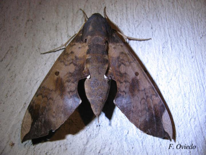 Pachylia ficus (Esfinge de la higuera)