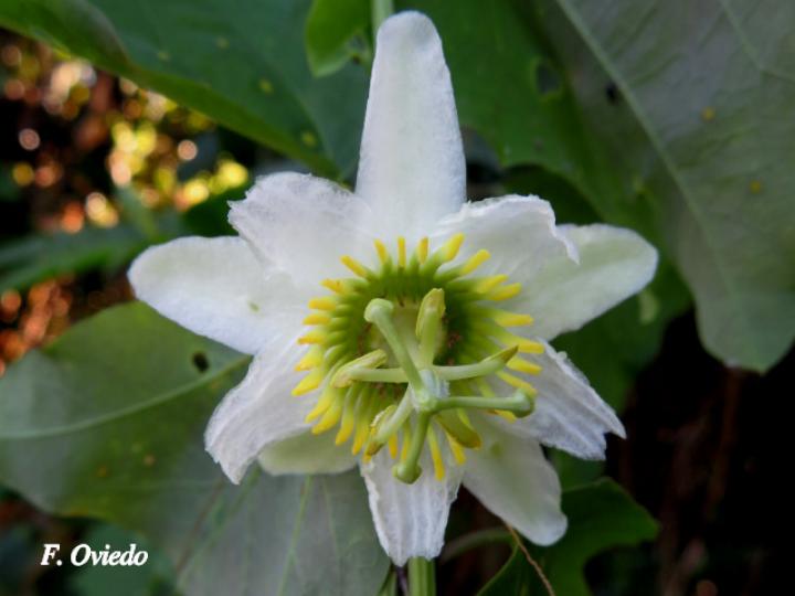 Passiflora biflora (Calzoncillo, ñorbito)