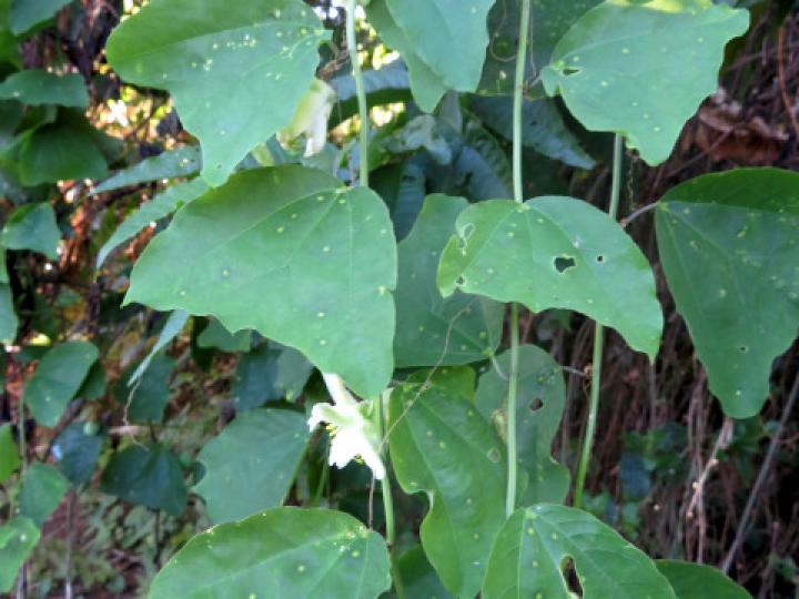 Passiflora biflora (Calzoncillo, ñorbito)