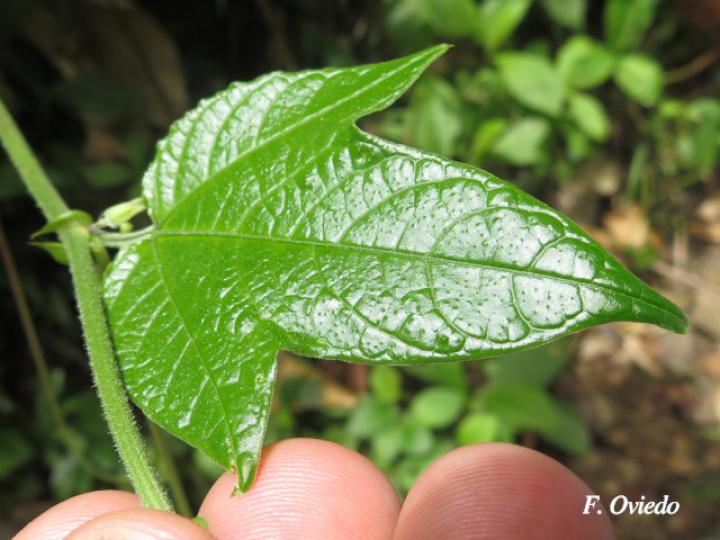 Passiflora lobata
