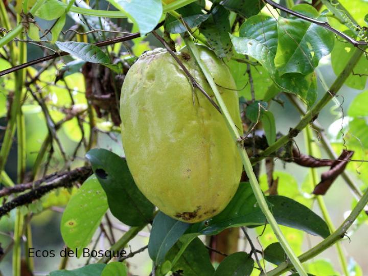 Passiflora quadrangularis (Granadilla real)