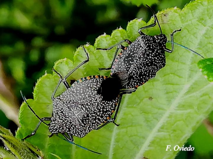 Pellaea stictica (Chinche)