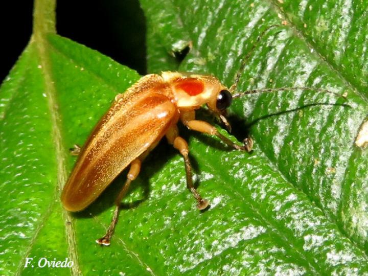 Photuris sp (Luciérnaga)