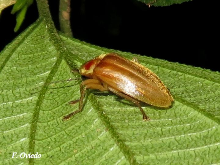 Photuris sp (Luciérnaga) Photuris sp (Luciérnaga)