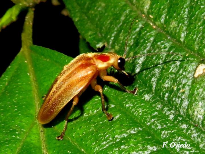 Photuris sp (Luciérnaga) Photuris sp (Luciérnaga)