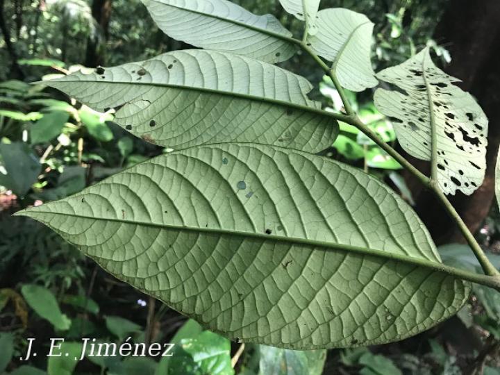 Piper pseudobumbratum