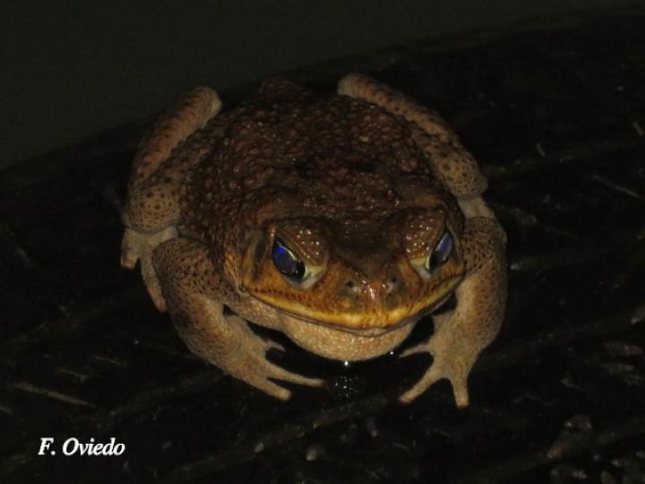 Rhinella horribilis (Sapo común)