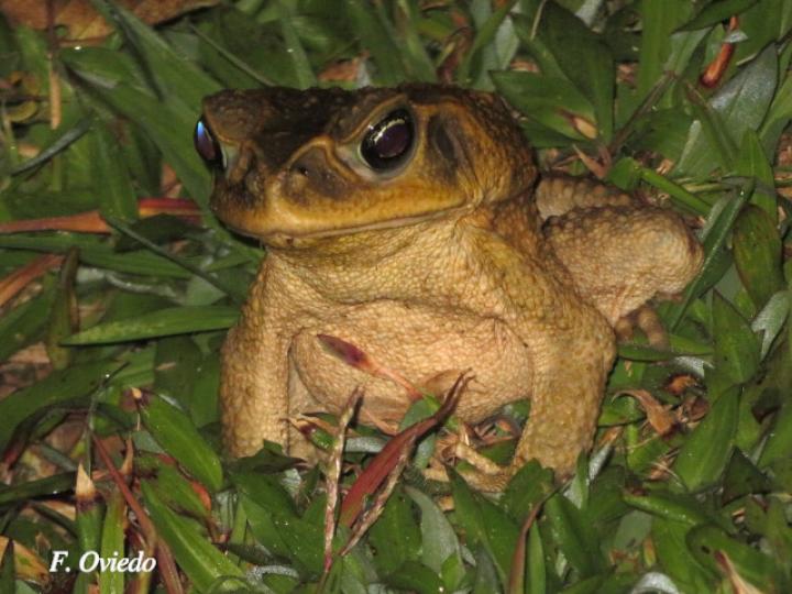 Rhinella horribilis (Sapo común)