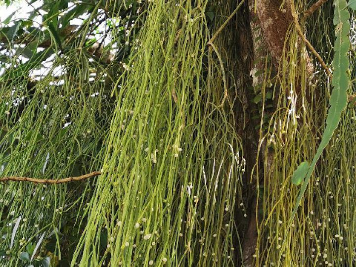 Rhipsalis baccifera (Solda con solda)