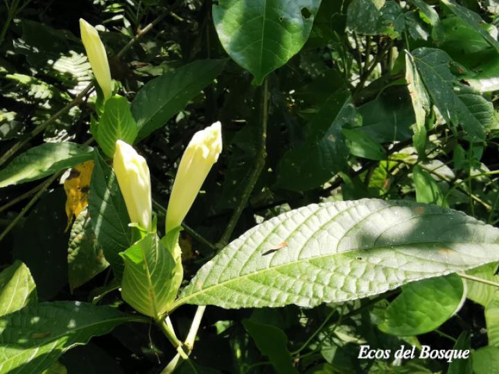 Ruellia tetrastichantha (Corteza de venado)