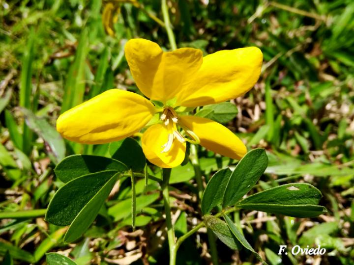 Senna cobanensis (Candelillo, Quiebraplato)