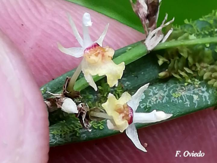 Sigmatostalix integrilabris