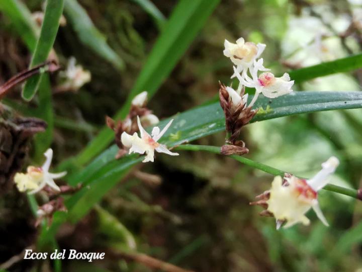 Sigmatostalix integrilabris