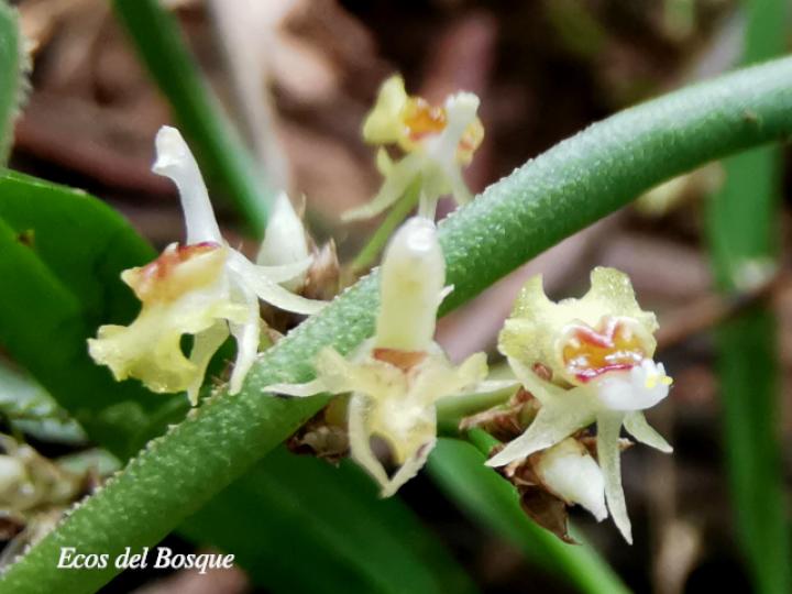 Sigmatostalix integrilabris