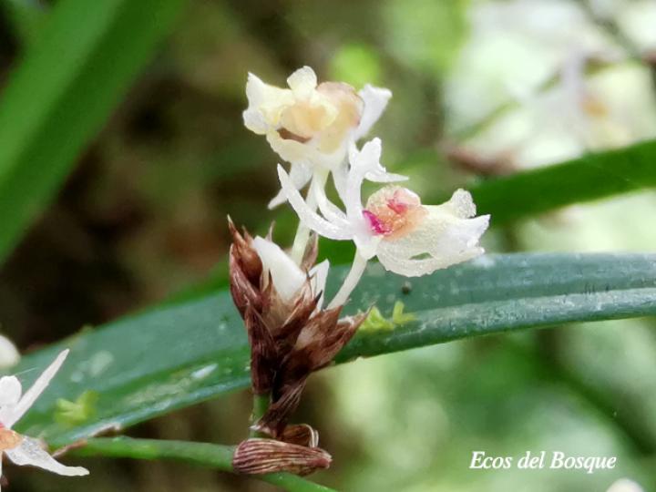 Sigmatostalix integrilabris