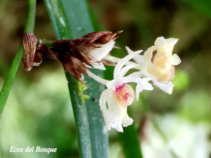 Sigmatostalix integrilabris