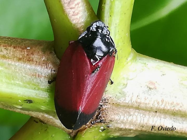 Sphenorhina conspicua (Salivazos)