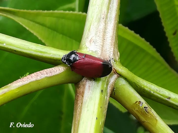 Sphenorhina conspicua (Salivazos)
