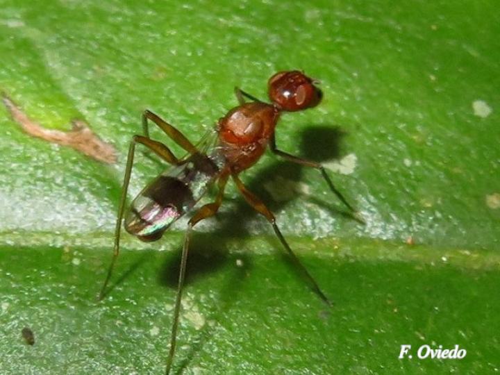 Taeniaptera sp 