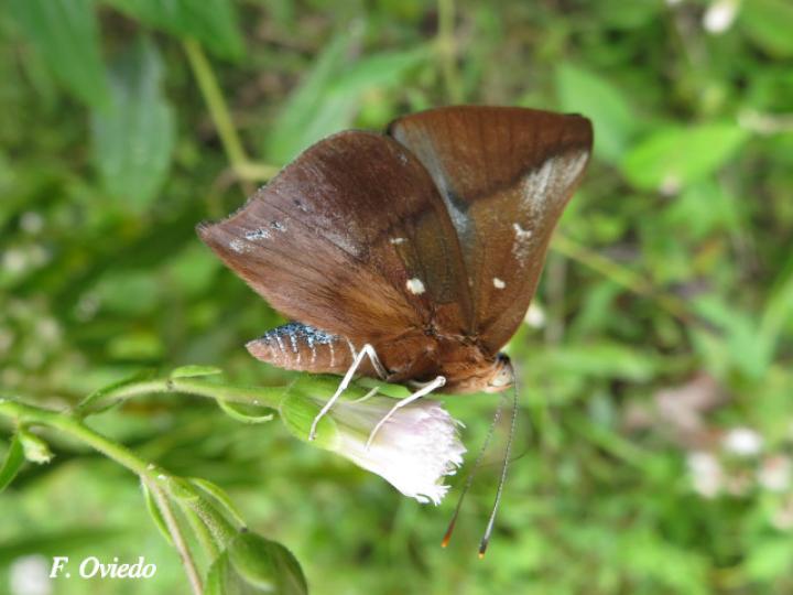 Theope bacenis (Mariposa Turmalina)