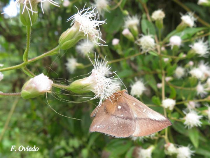 Theope bacenis (Mariposa Turmalina)