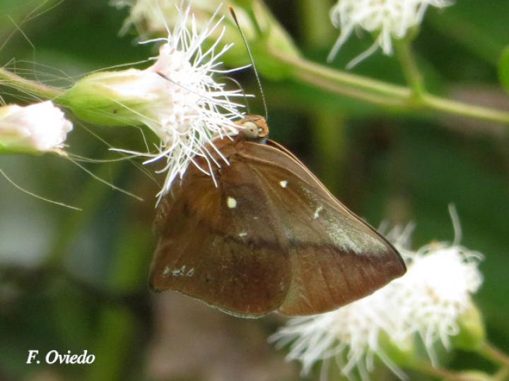 Theope bacenis (Mariposa Turmalina)