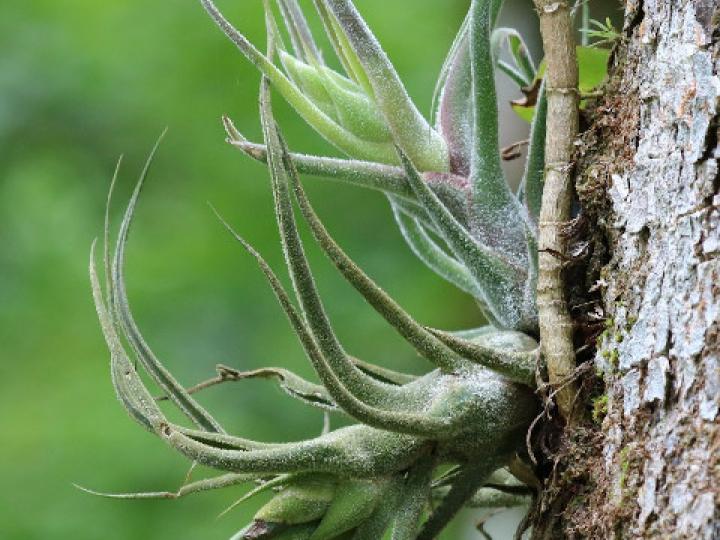 Tillandsia pruinosa