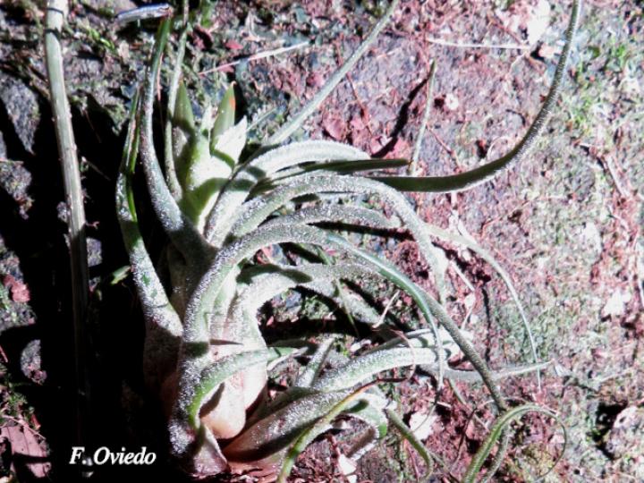 Tillandsia pruinosa