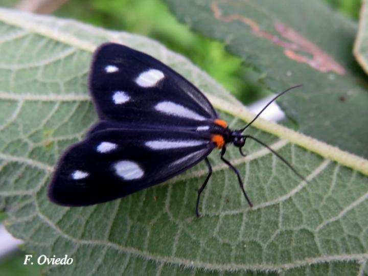 Tithraustes noctiluces