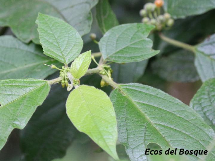 Witheringia asterotricha