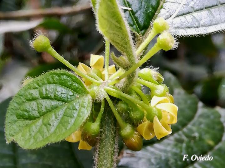 Witheringia asterotricha