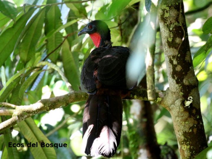 Ardisia fimbrillifera