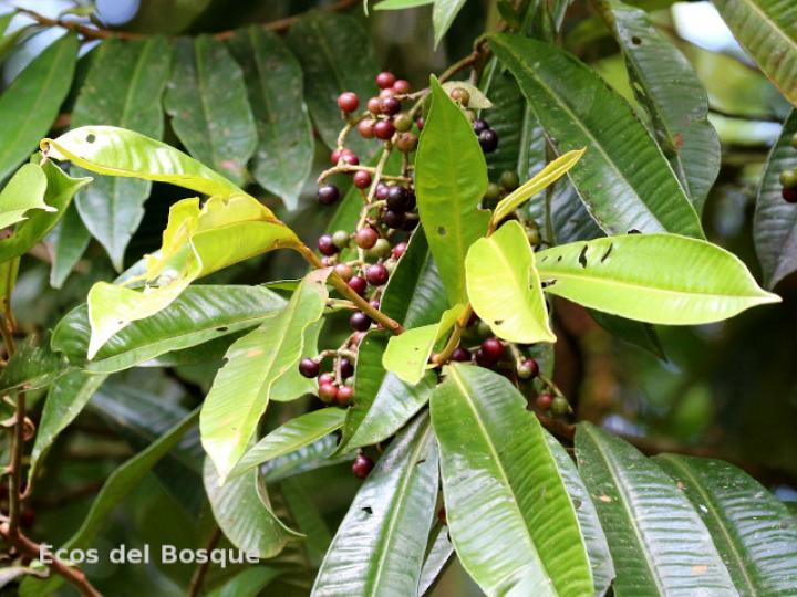 Ardisia fimbrillifera