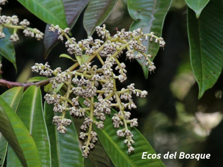 Ardisia fimbrillifera