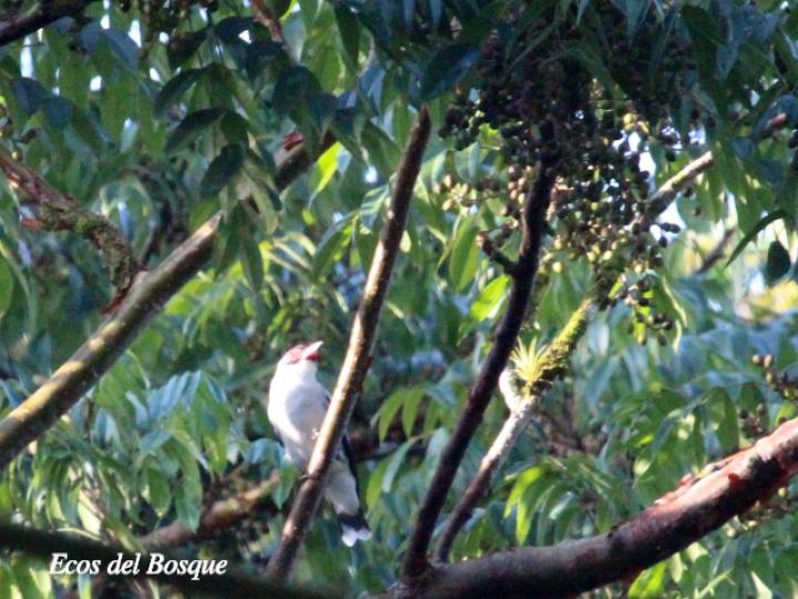 Bursera simaruba (Indio desnudo)