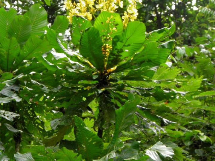 Cespedesia spathulata (Tabacón)