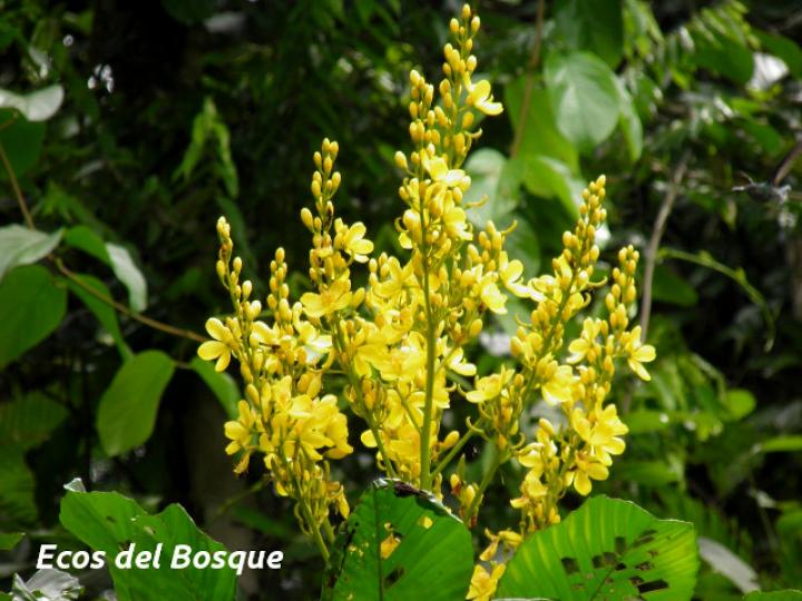 Cespedesia spathulata (Tabacón)