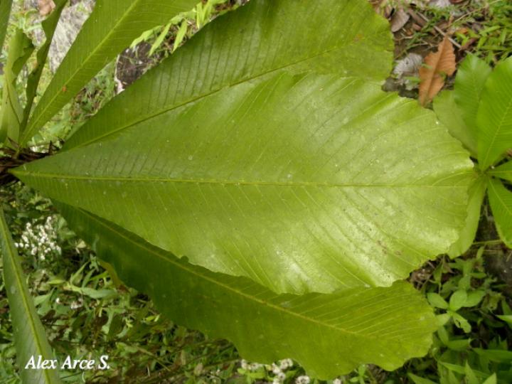 Cespedesia spathulata (Tabacón)