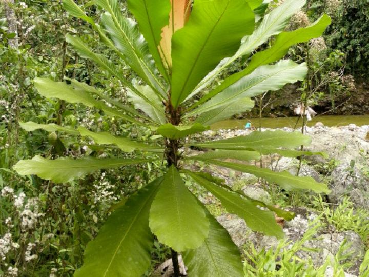 Cespedesia spathulata (Tabacón)