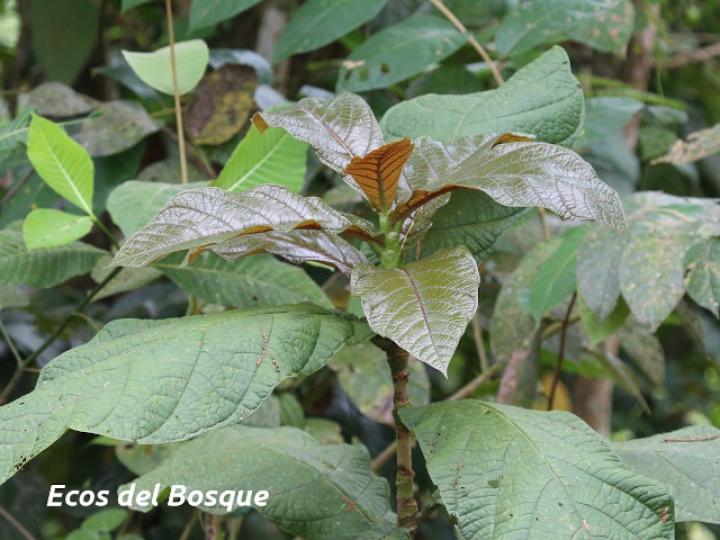Coccoloba tuerckheimii